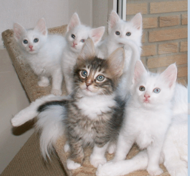 Group Of Turkish Angora Kittens