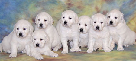 Group Of White Golden Retriever Puppies Picture
