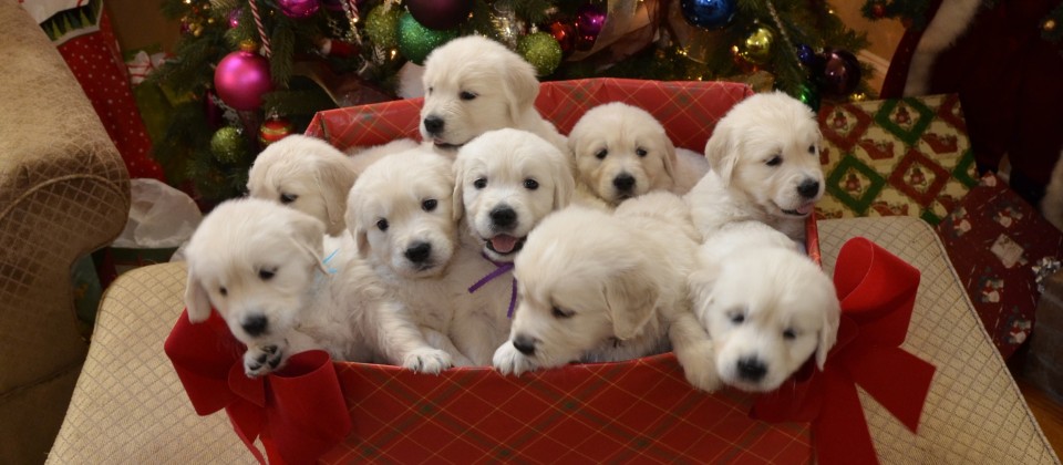Group Of White Golden Retriever Puppies