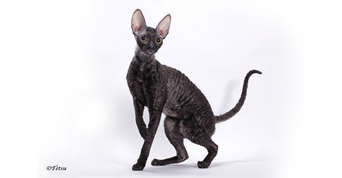 Hairless Black Cornish Rex Cat Picture