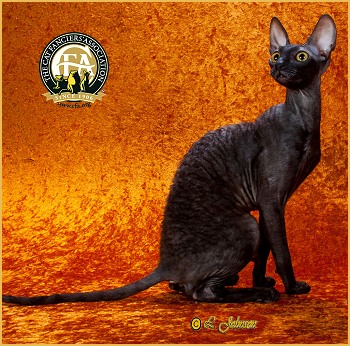 Hairless Black Cornish Rex Cat
