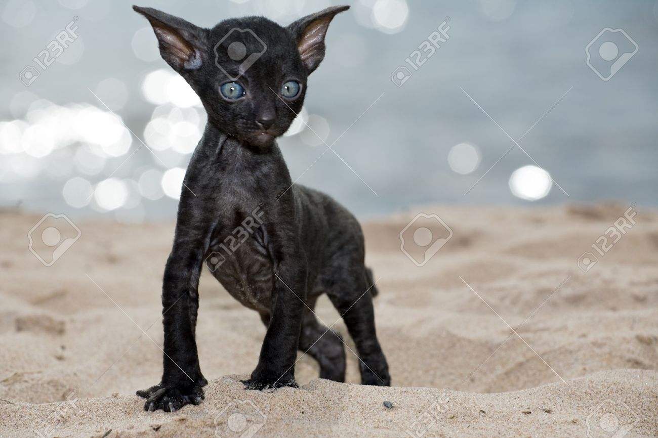 Hairless Black Cornish Rex Kitten On Beach Sand