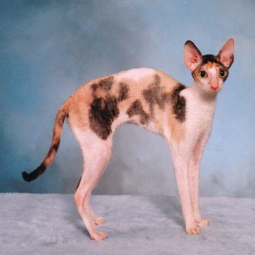 Hairless Cornish Rex Cat