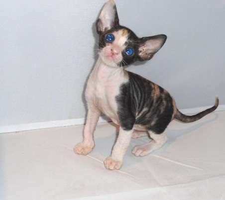 Hairless Cornish Rex Kitten With Blue Eyes