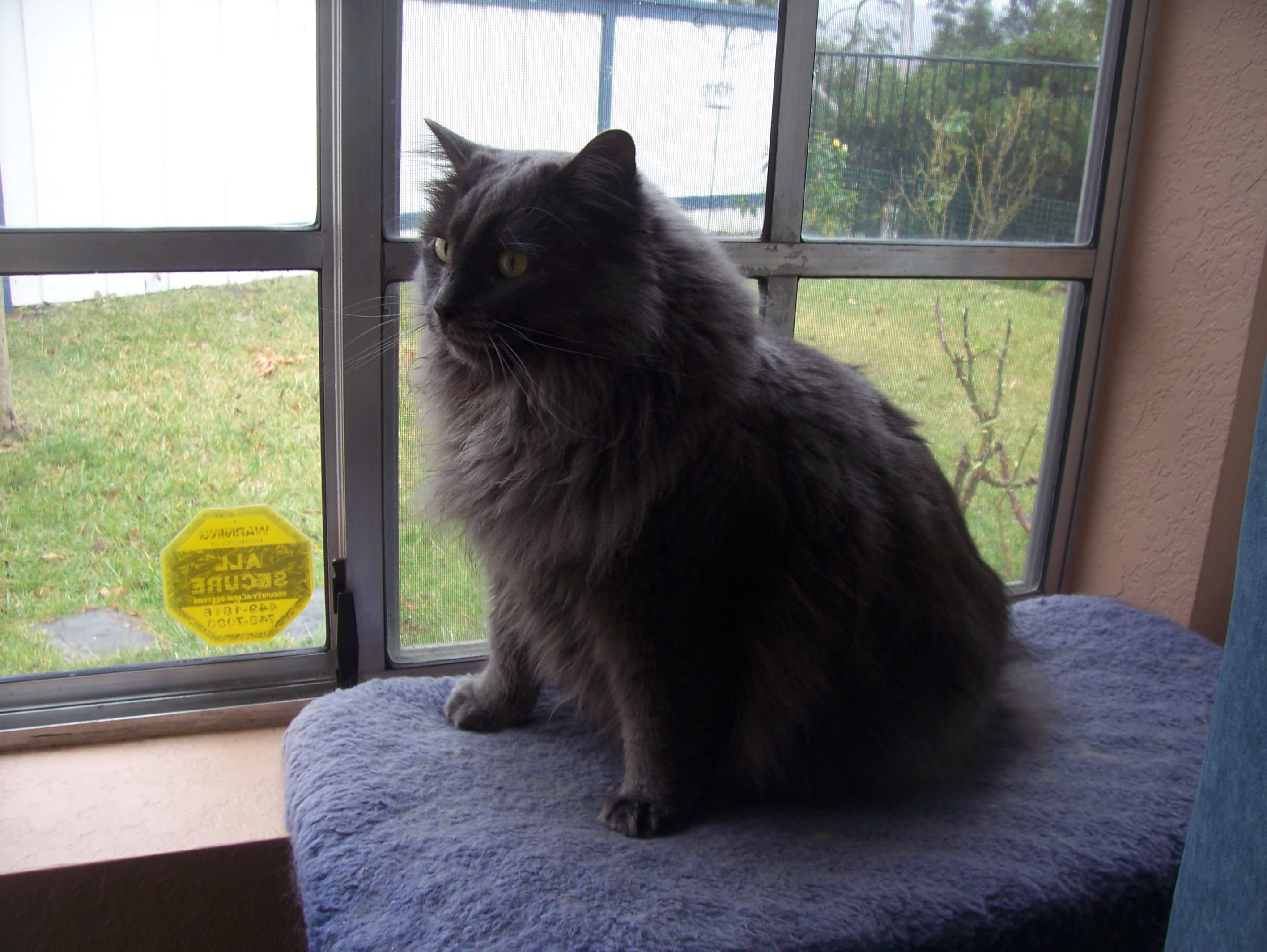 Hairy black cymric cat sitting near window cymric cat is