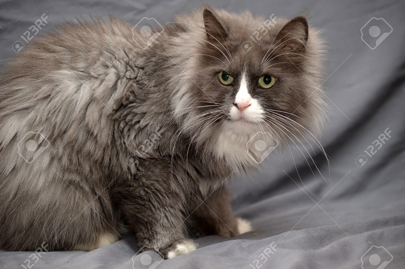 Hairy Grey And White Turkish Angora Cat