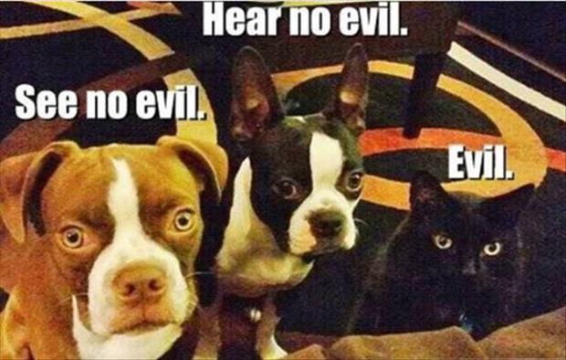 Hear No Evil Funny Dogs And Cat Picture