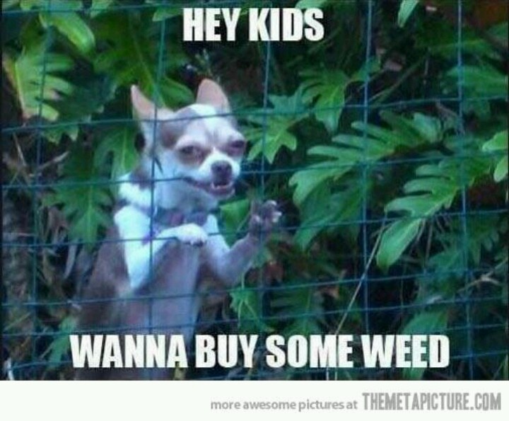 Hey Kids Wanna Buy Some Weed Funny Picture