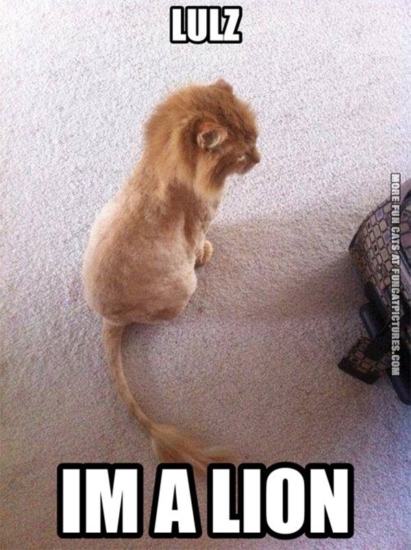 I Am A Lion Funny Shaved Cat Meme