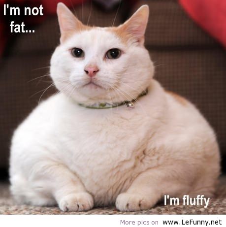 I Am Not Fat I Am Fluffy Funny Cat Picture