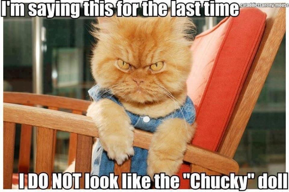 I Am Saying This For The Last Time Funny Evil Face Cat Picture