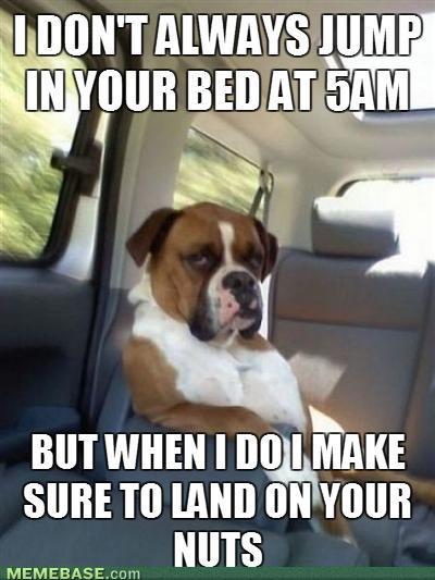 I Don't Always Jump In Your Bed At 5Am Funny Dog OMG Image