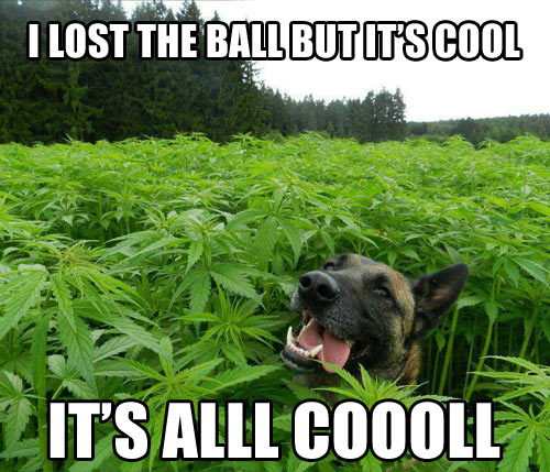 I Lost The Ball But It's Cool Funny Weed Dog Meme