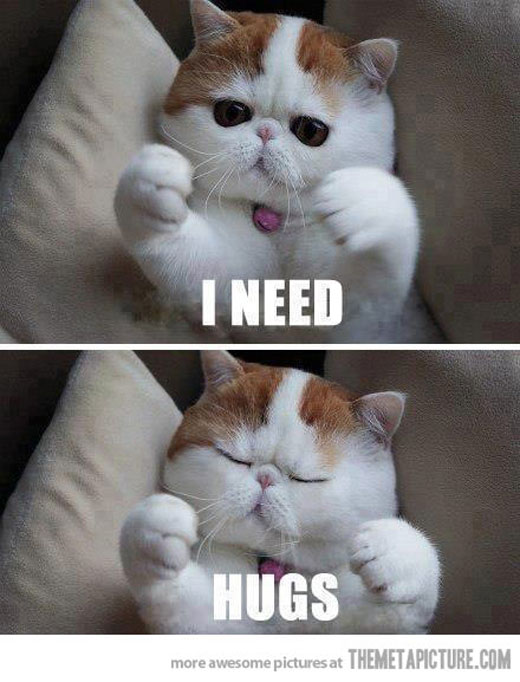 I Need Hugs Funny Fluffy Kitten