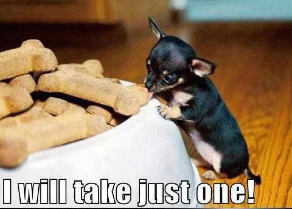 I Will Take Just One Funny Tiny Puppy Image
