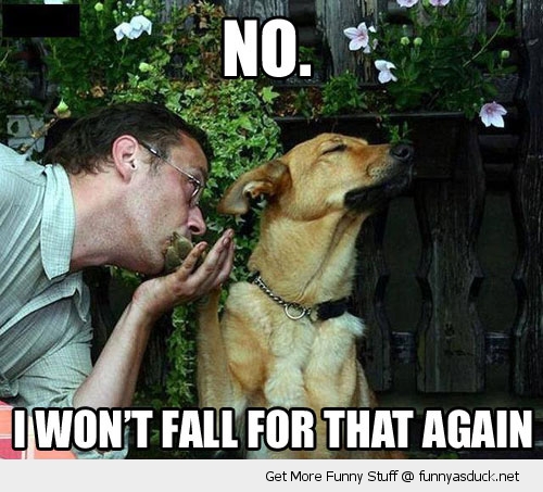 I Won't Fall For That Again Funny Dog Say No