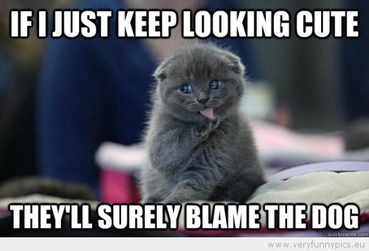 If I Just Keep Looking Cute Funny Evil Cat Meme