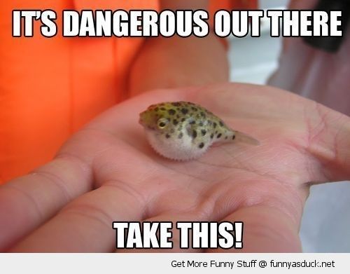 It's Dangerous Out There Funny Tiny Puffer Fish