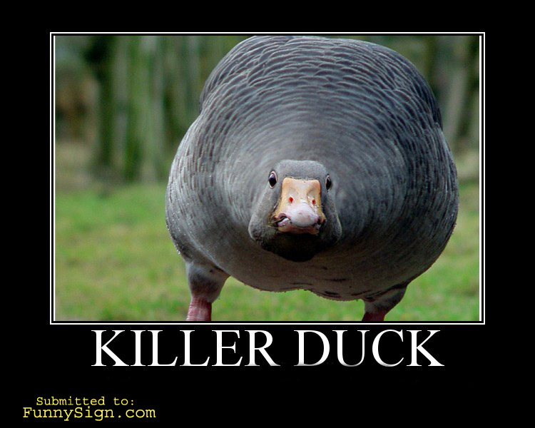 Killer Duck Funny OMG Poster