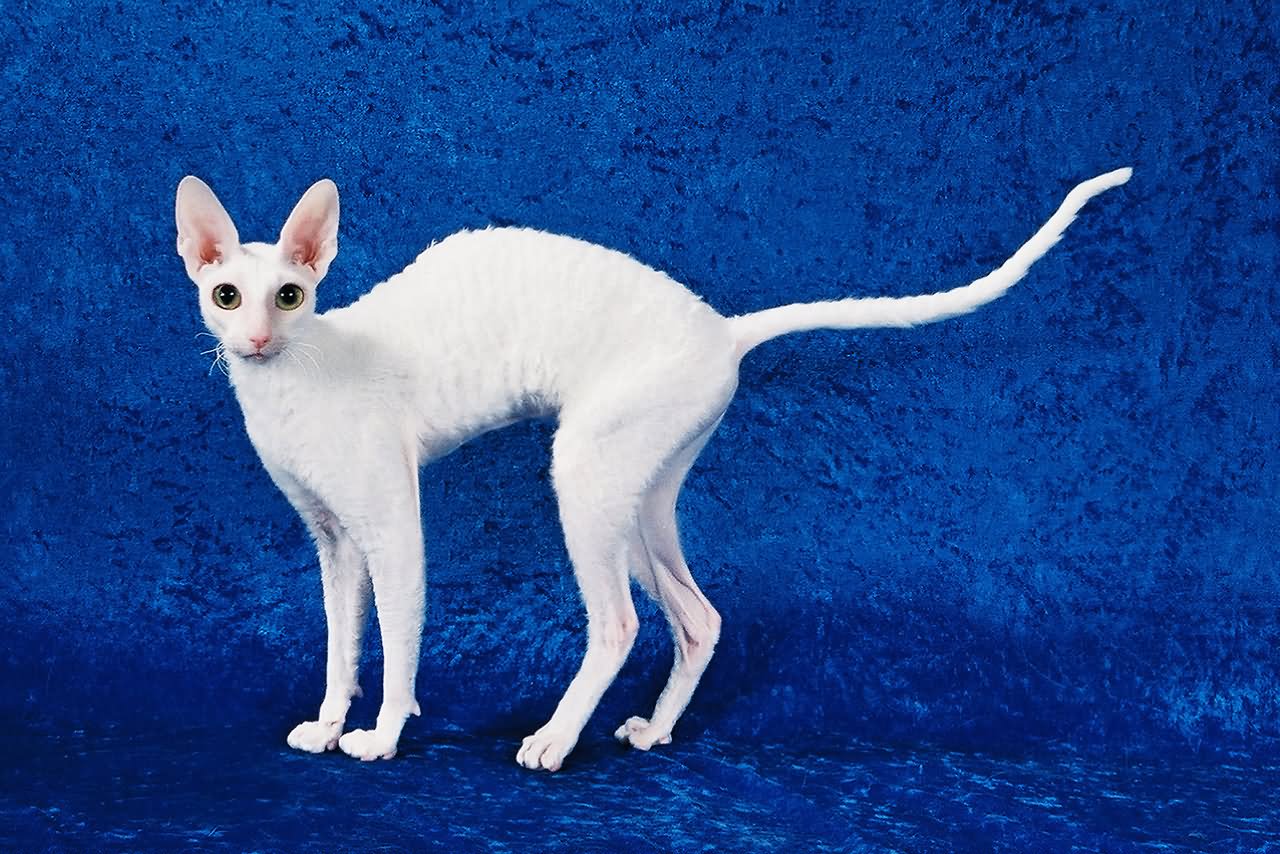 Less Hair White Cornish Rex Standing With Blue Background