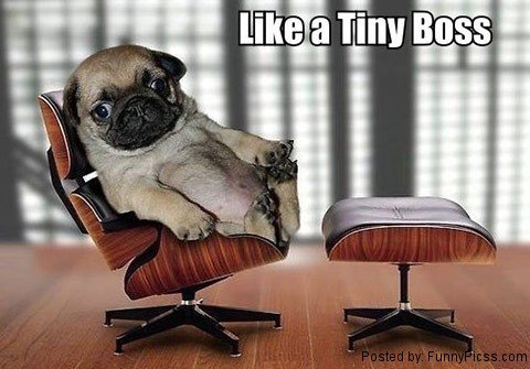 Like A Tiny Boos Funny Pug Dog Image