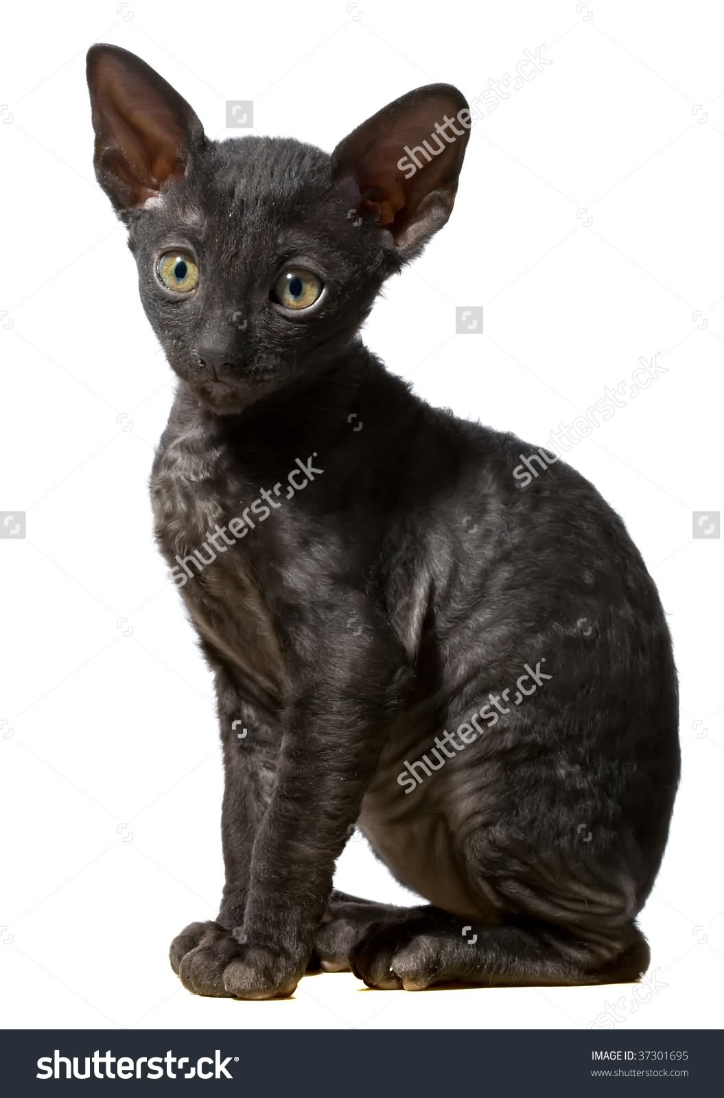 Little Black Cornish Rex Kitten Sitting