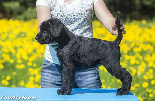 Little Black Giant Schnauzer Puppy