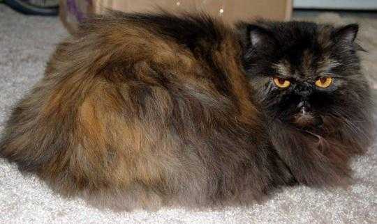 Long Hair Black Cymric Cat Sitting