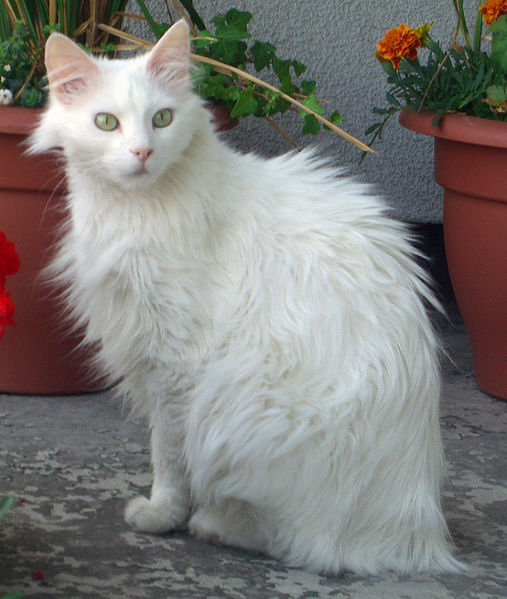 Long Hair White Turkish Angora Cat Sitting