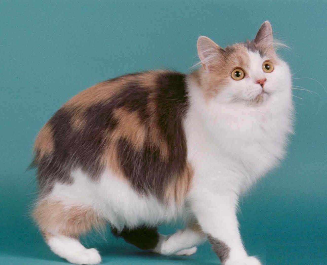 Long Haired Cymric Cat