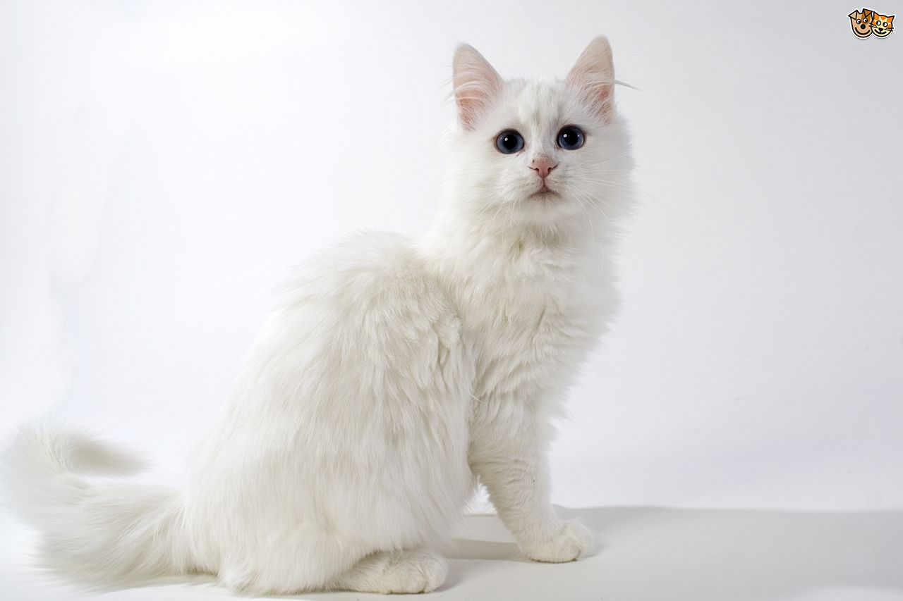 Long Haired White Turkish Angora Cat Sitting