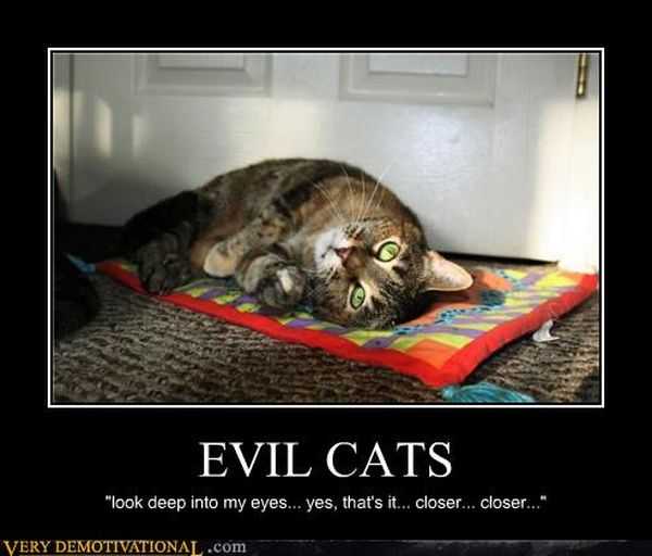 Looks Deep In To My Eyes Funny Evil Cats