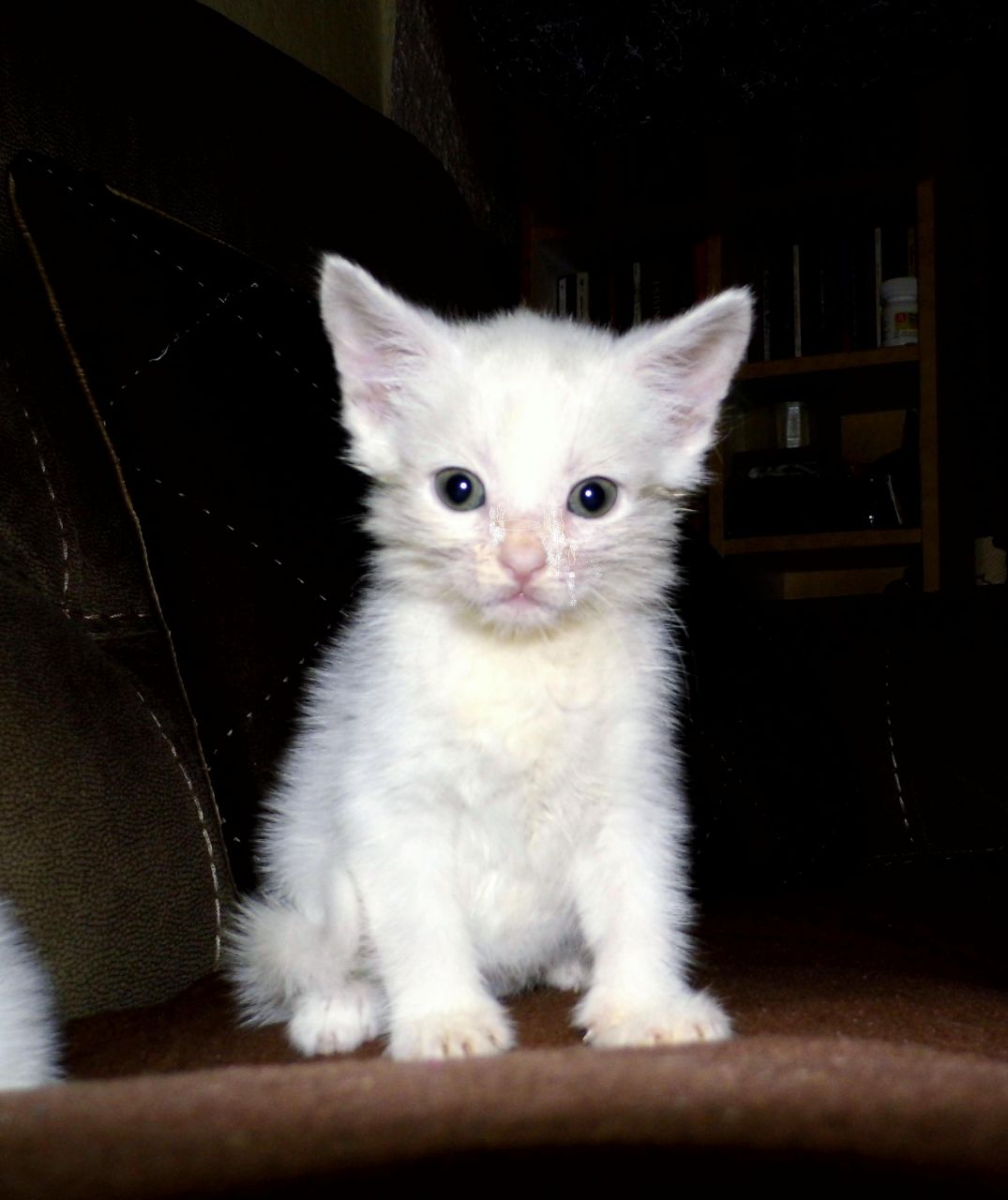 Lovely Turkish Angora Kitten