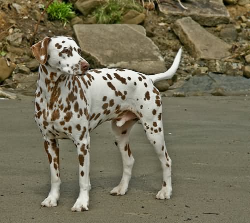 Male Brown Dalmatian Dog Picture