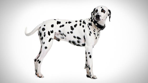 Male Dalmatian Dog Picture