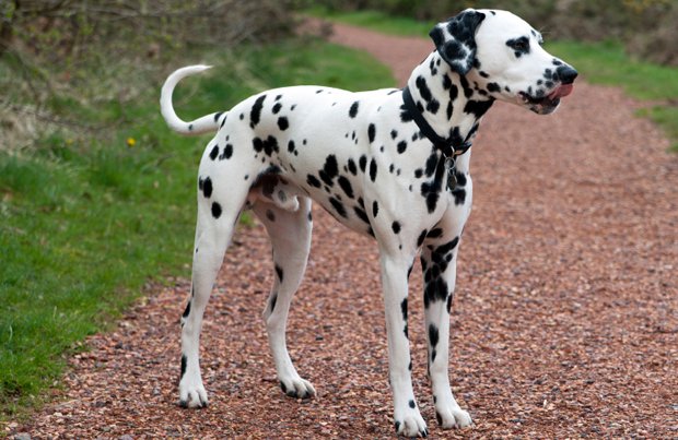 Male Dalmatian Dog Standing
