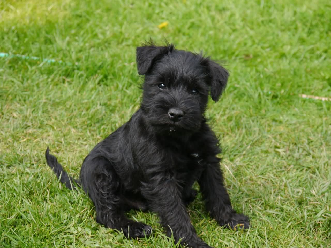 Miniature Black Giant Schnauzer Puppy Sitting On Grass