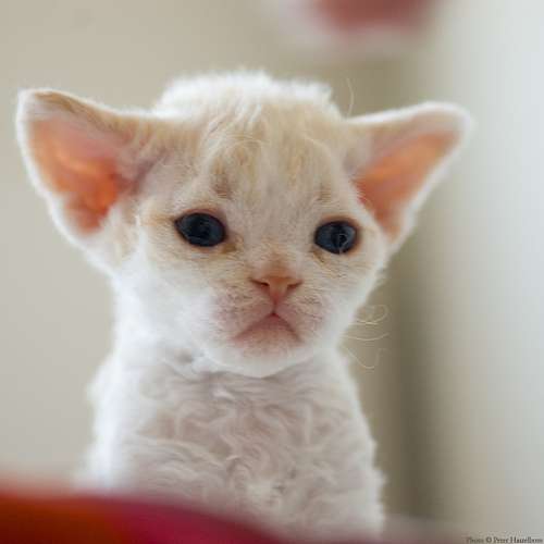Miniature Cute White Cornish Rex Kitten