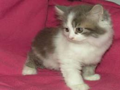 Miniature Cymric Kitten Picture