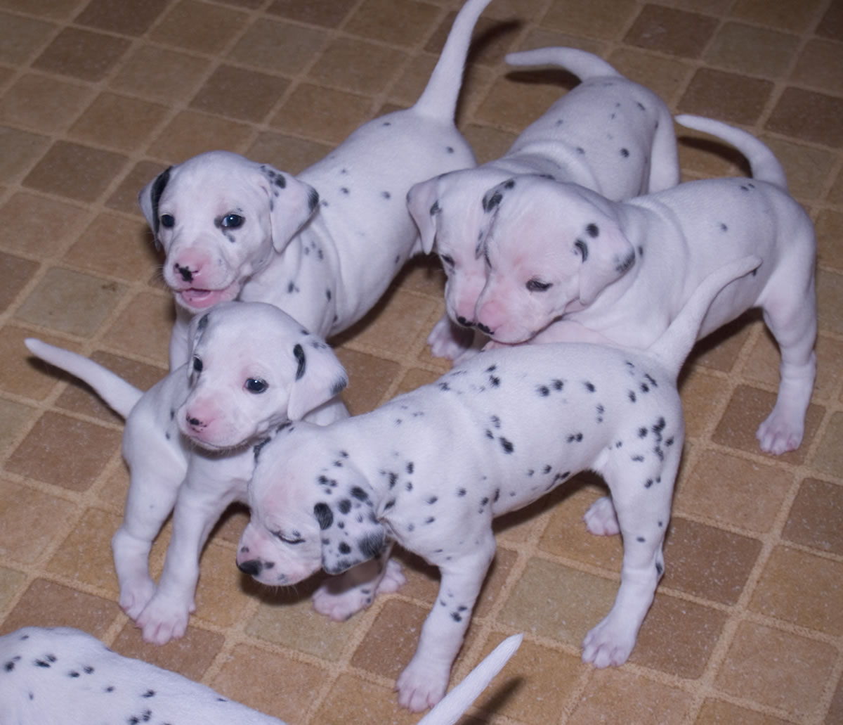Miniature Dalmatian Puppies Playing Picture