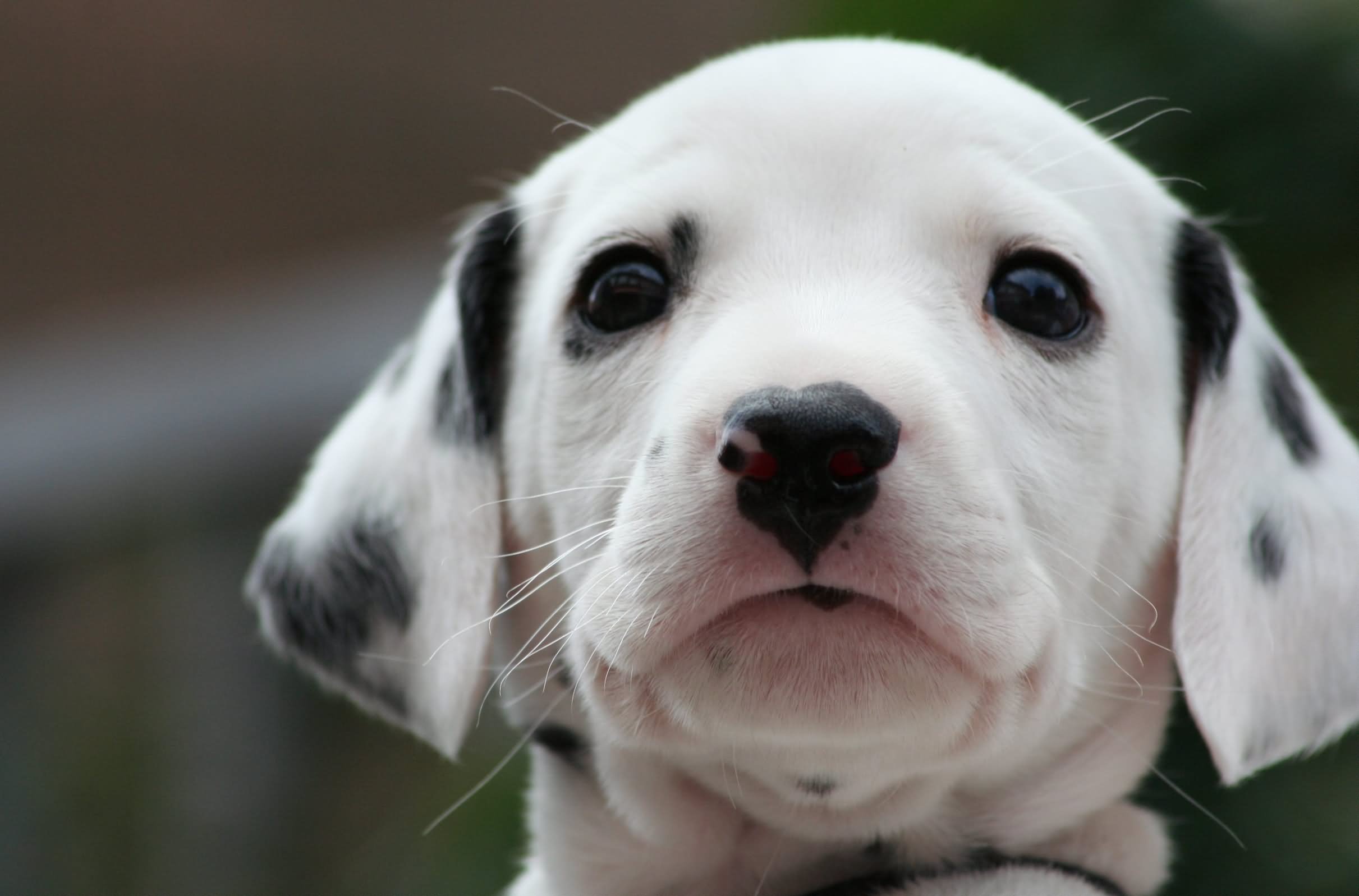 Miniature Dalmatian Puppy Face