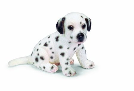 Miniature Dalmatian Puppy Sitting