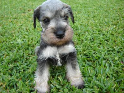 Miniature Giant Schnauzer Puppy Sitting On Grass