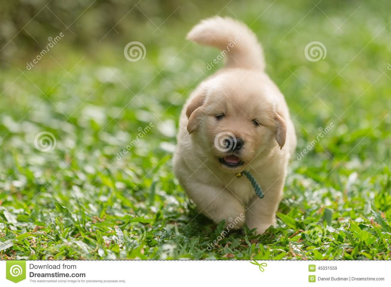 Miniature Golden Retriever Puppy On Walking On Grass