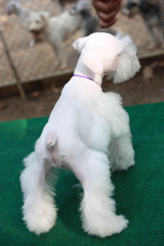 Miniature White Giant Schnauzer Dog