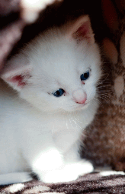 Miniature White Turkish Angora Kitten