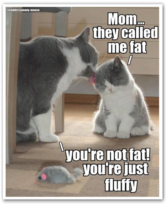 Mom They Called Me Fat You Are Not Fat You Are Just Fluffy Funny Cats Meme