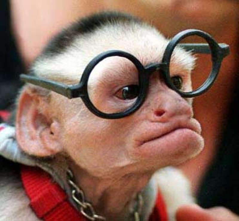 Monkey With Funny Glasses