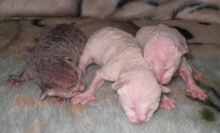 New Born Cornish Rex Kittens Picture