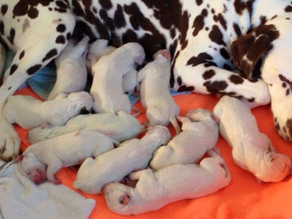 New Born Dalmatian Puppies